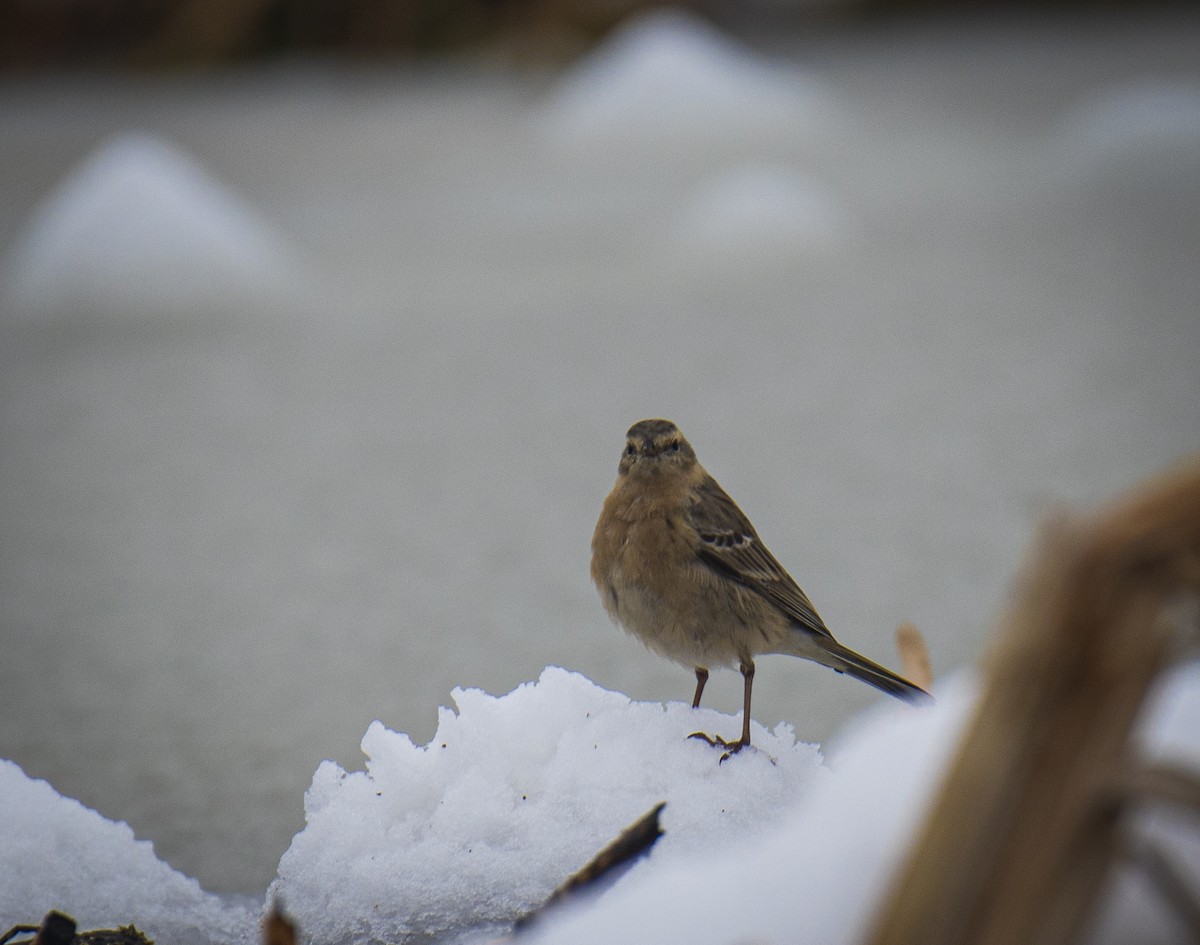 Water Pipit - ML501458121