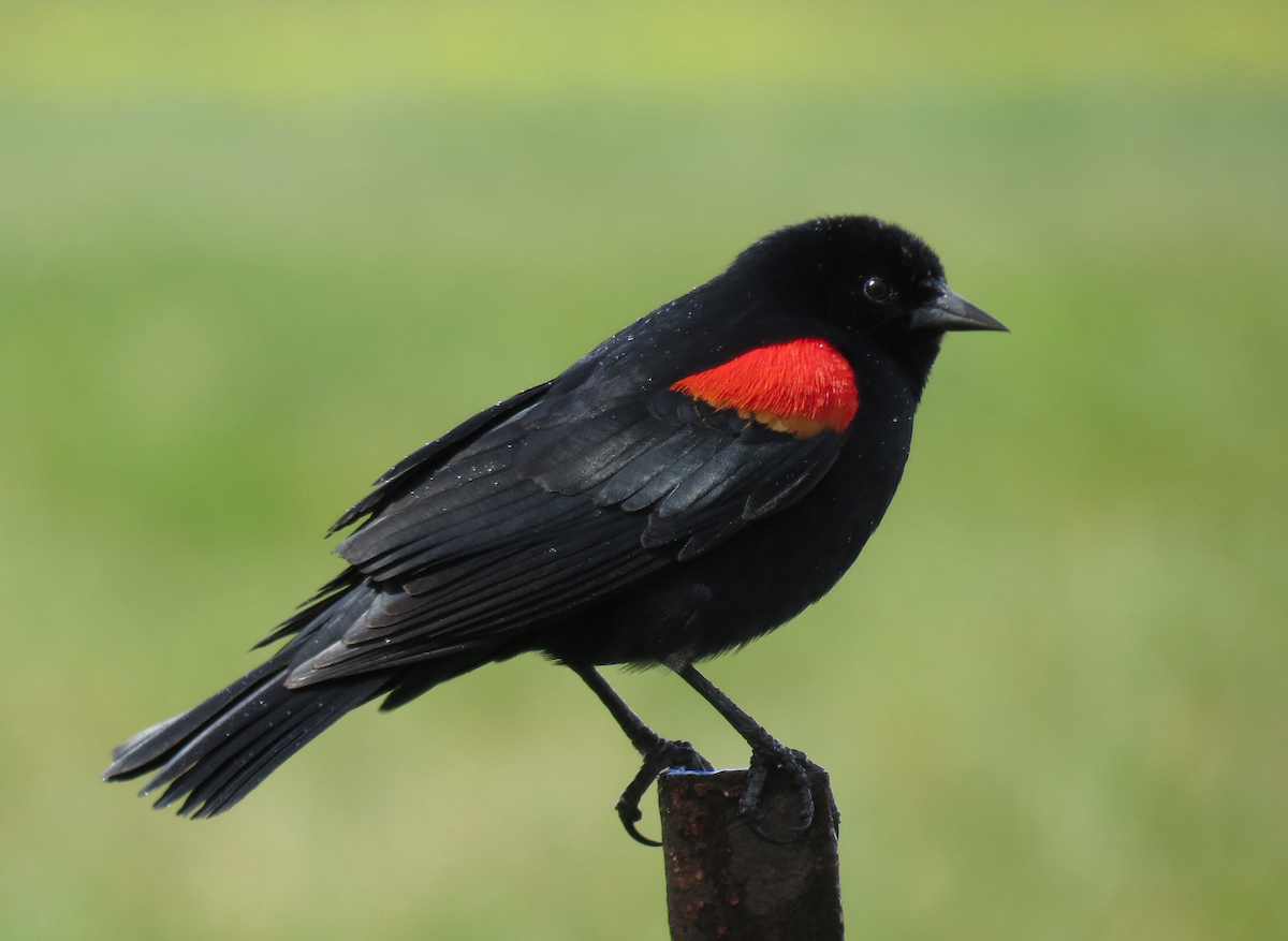 Red-winged Blackbird - David Nickerson
