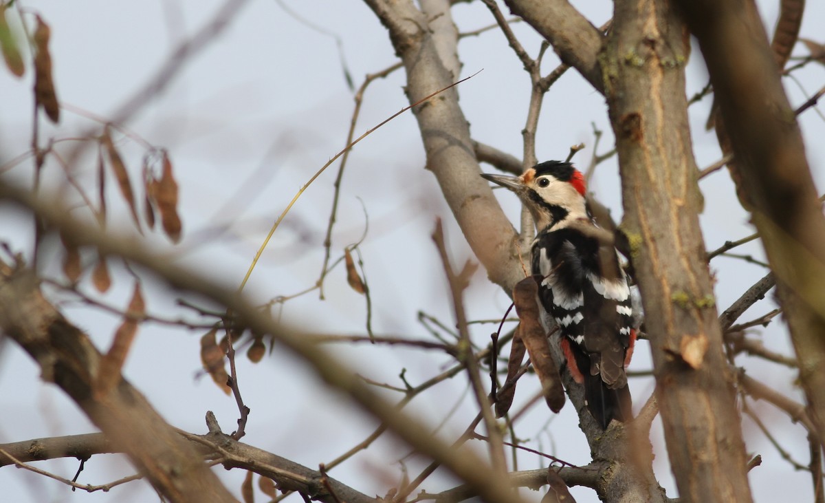 Syrian Woodpecker - ML501460191