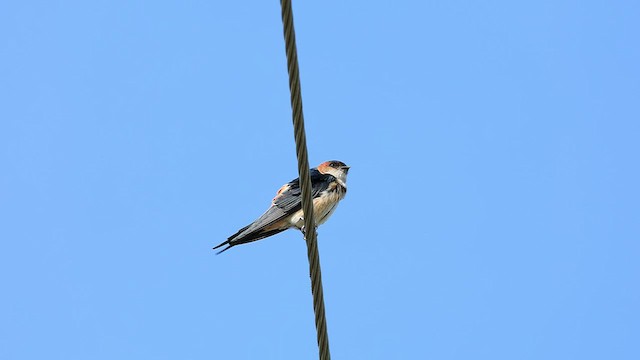 Red-rumped Swallow - ML501461631