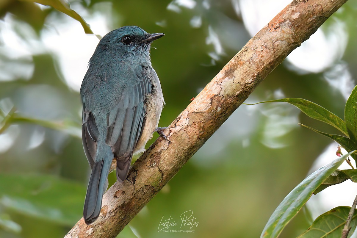 Turquoise Flycatcher - Allan Barredo