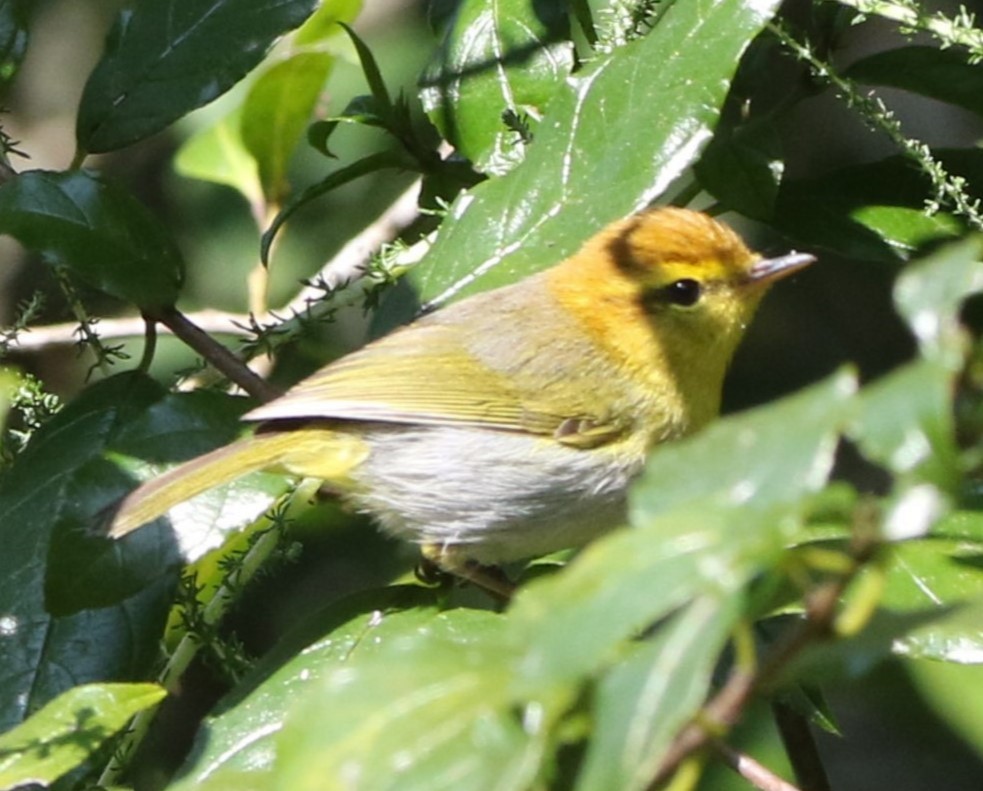 Yellow-throated Woodland-Warbler - Jim de Waal Malefyt