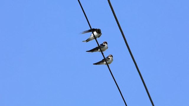 Wire-tailed Swallow - ML501462581