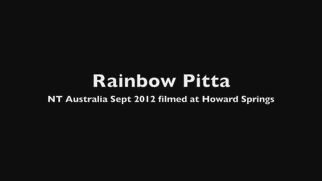 Rainbow Pitta - ML501467451
