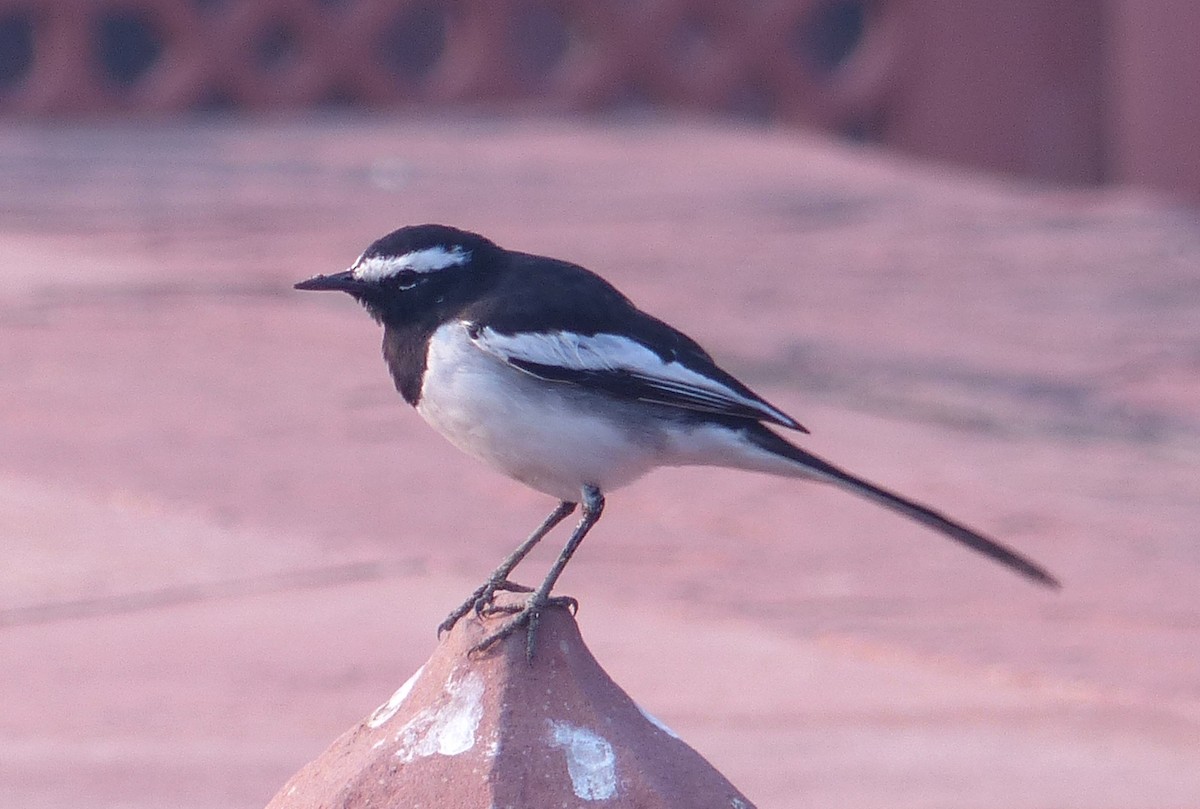White-browed Wagtail - ML50146901