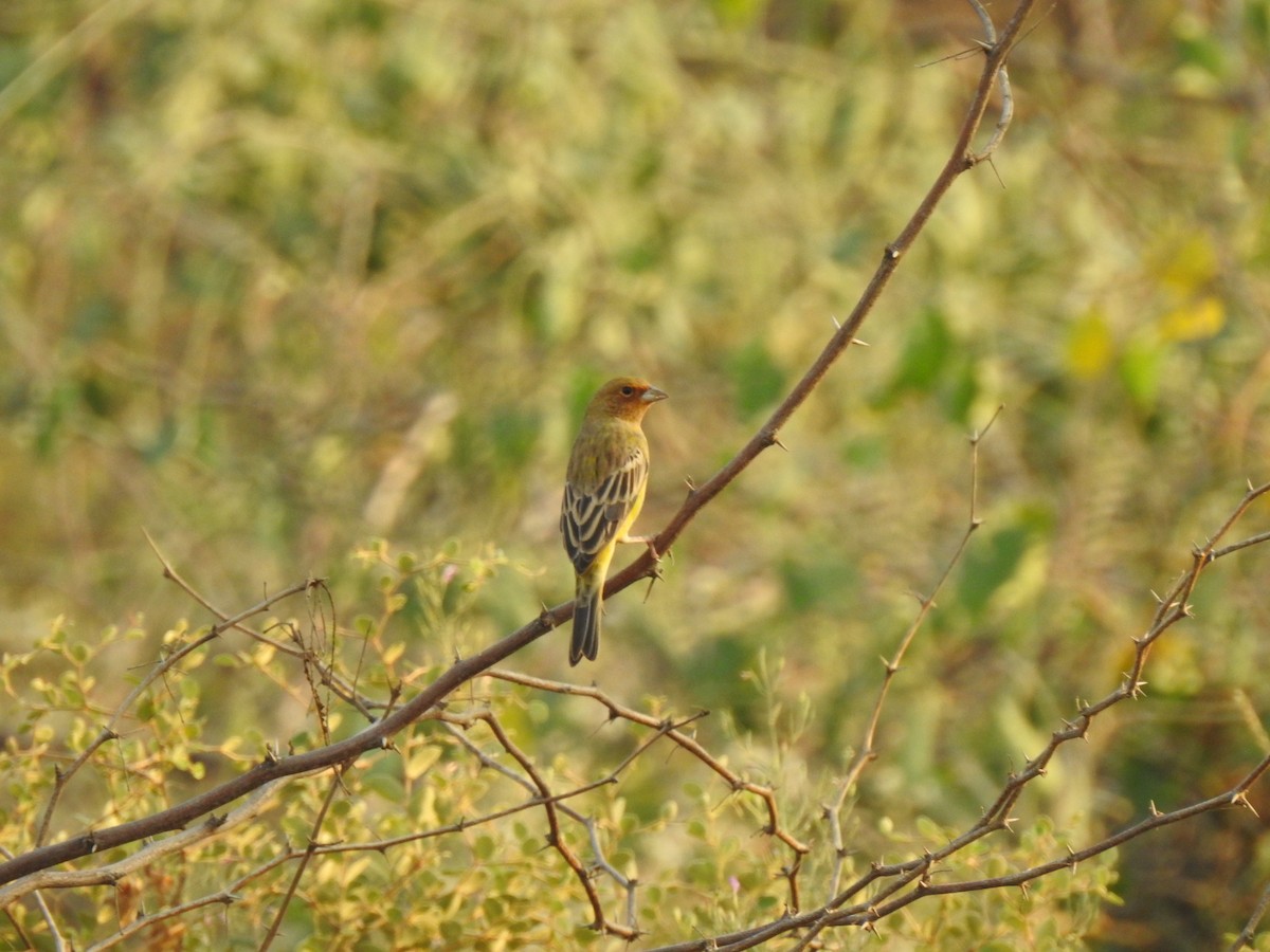 Red-headed Bunting - ML501469751