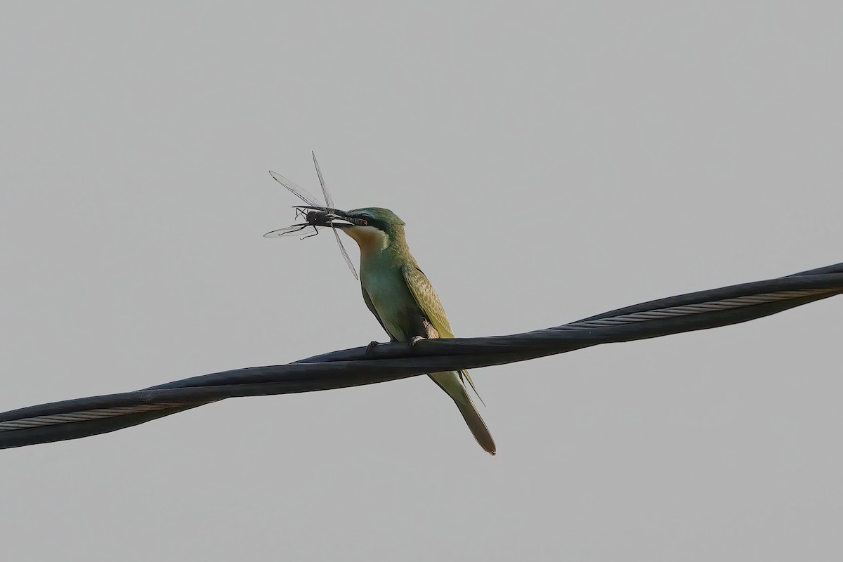 Blue-cheeked Bee-eater - ML501471581