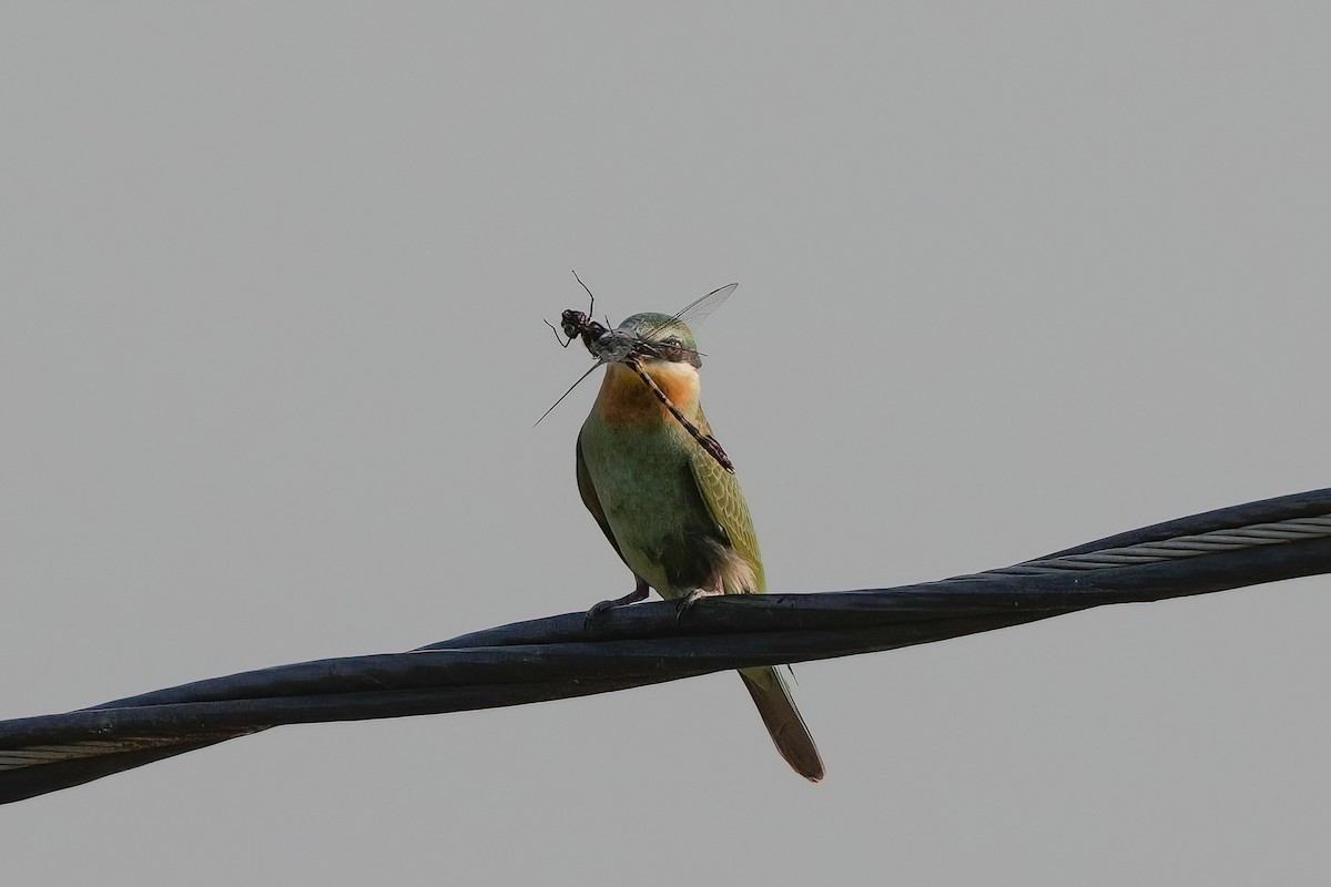 Blue-cheeked Bee-eater - ML501471591