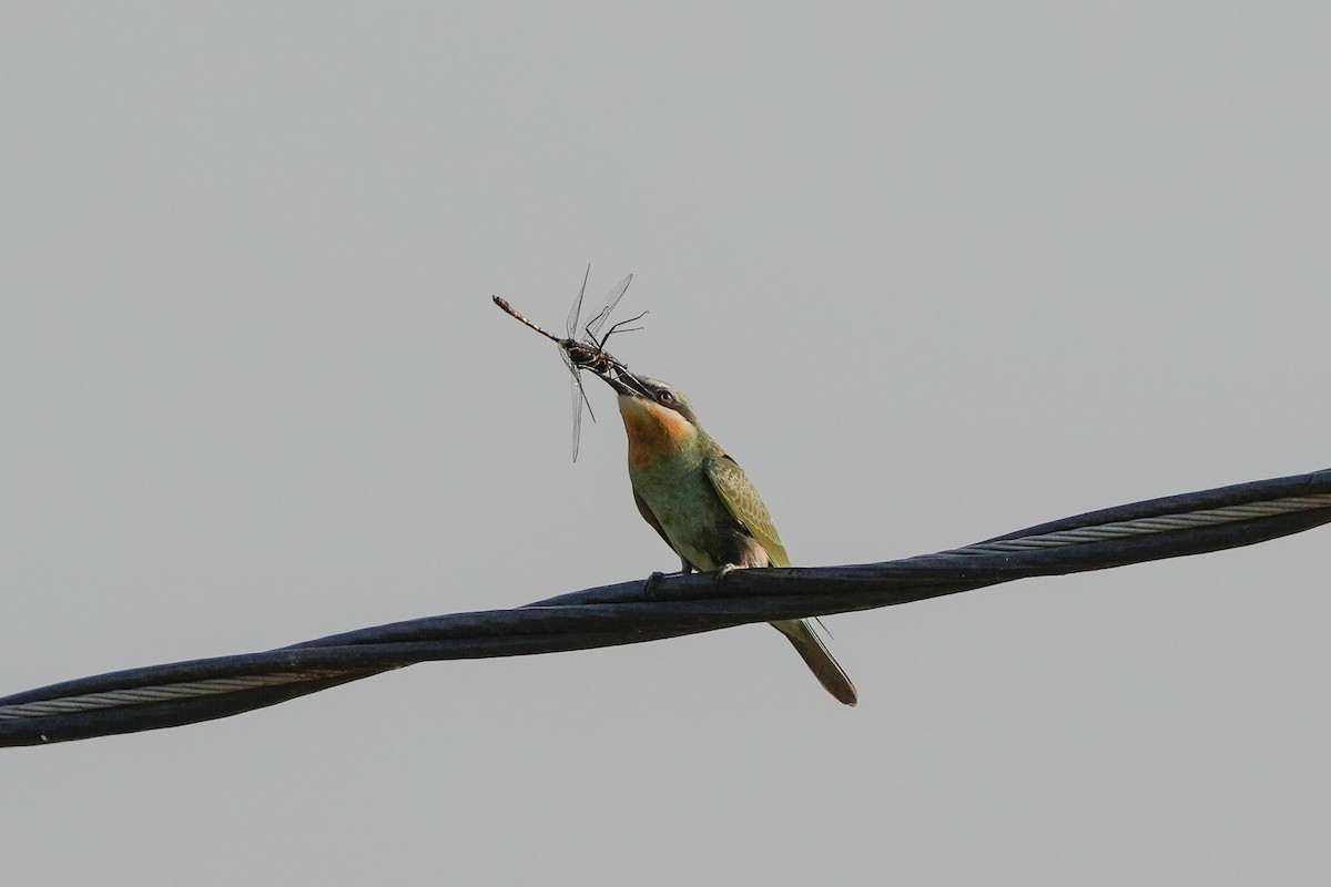 Blue-cheeked Bee-eater - ML501471601