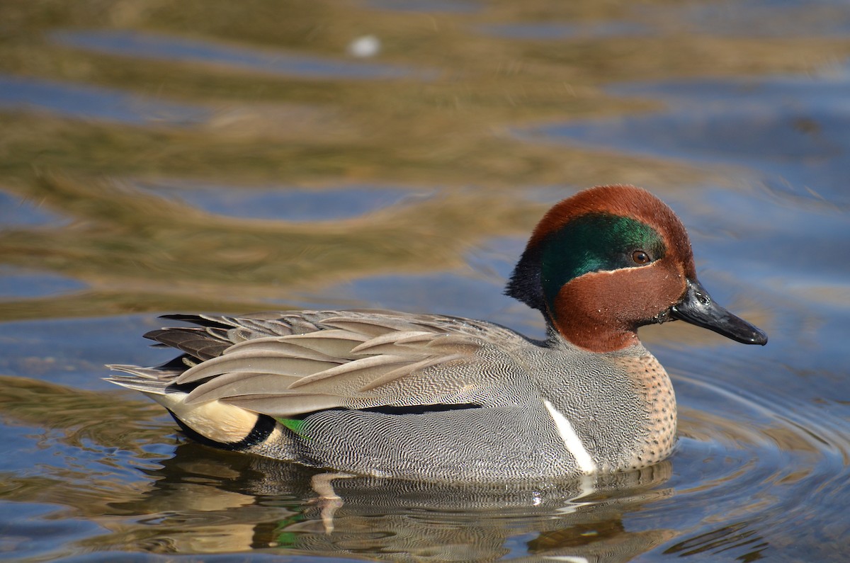 Green-winged Teal - ML50147421