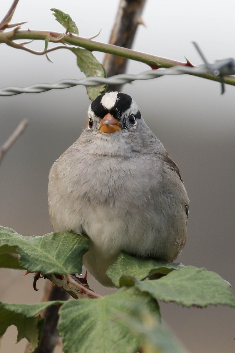 White-crowned Sparrow (Gambel's) - ML501474541
