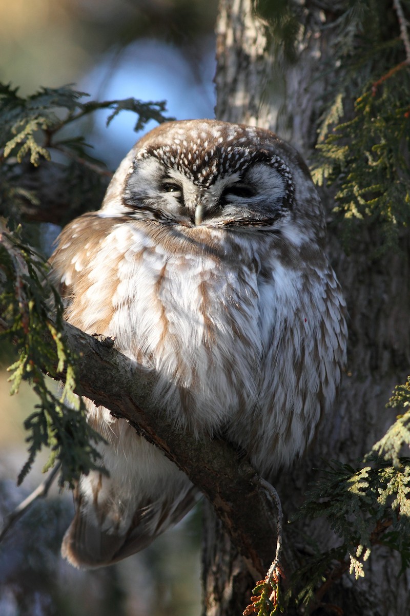 Boreal Owl - Yves Déry
