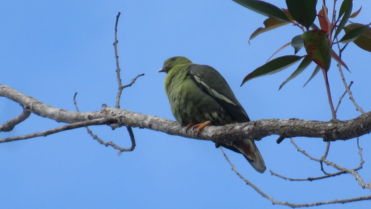 Madagascar Green-Pigeon - ML501481161