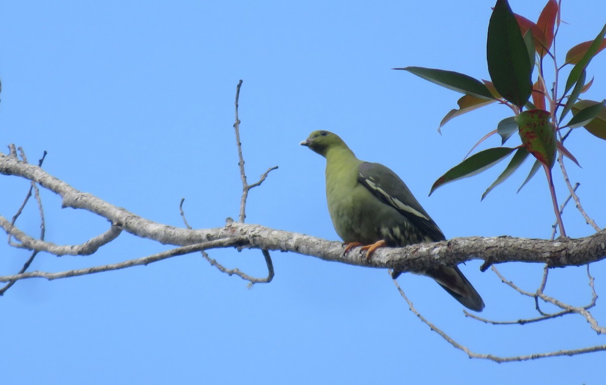 Madagascar Green-Pigeon - ML501481171