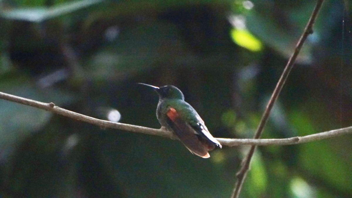 Stripe-tailed Hummingbird - ML501486731