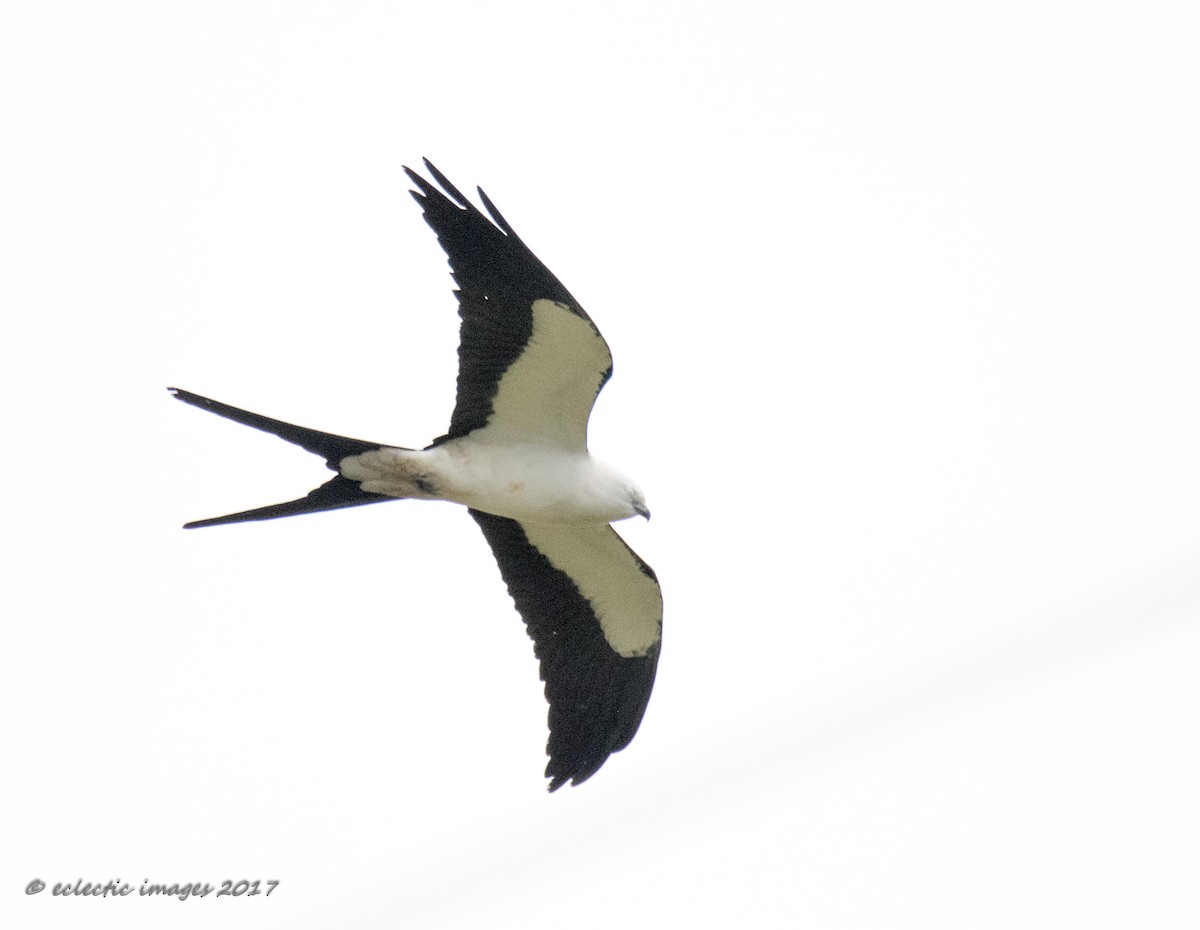 Swallow-tailed Kite - Janey Woodley