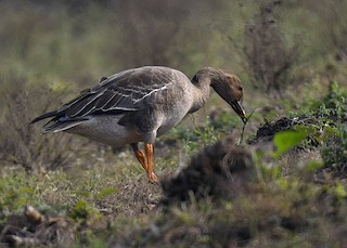 Taiga Bean-Goose, ML501490821