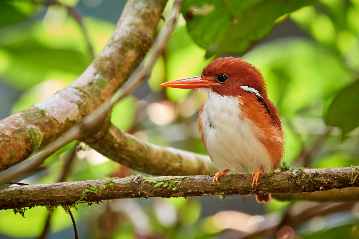 Madagascar Pygmy Kingfisher - Tomáš Grim