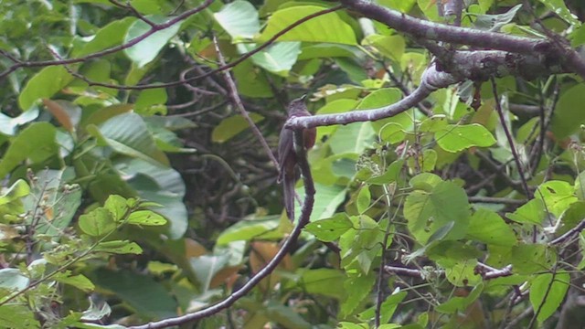 Brush Cuckoo (Sulawesi) - ML501504761