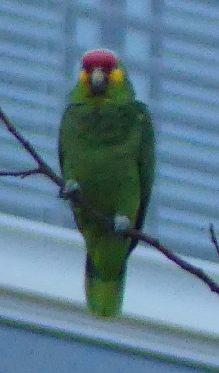 Red-lored Parrot - ML501506561
