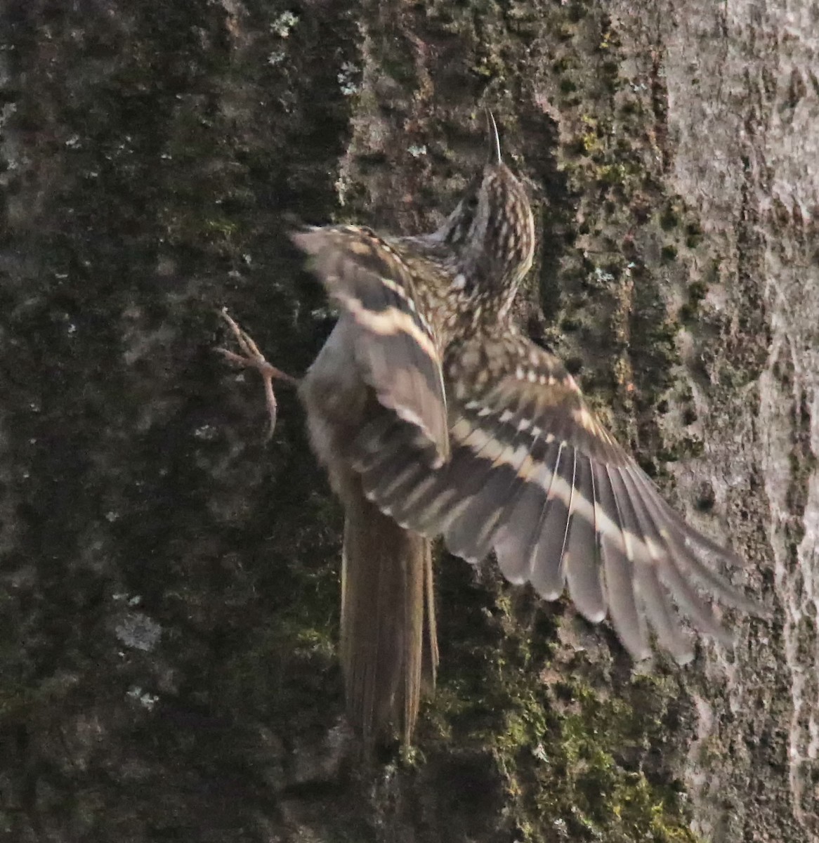 eBird Québec Checklist 7 Nov 2022