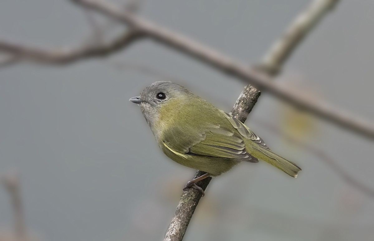 Green Shrike-Babbler - Arpit Bansal