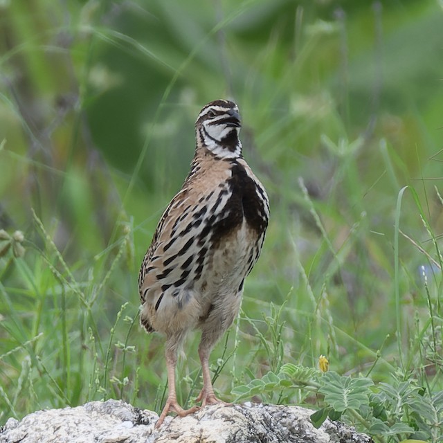 Rain Quail — photographed by Sayantan Ghosh