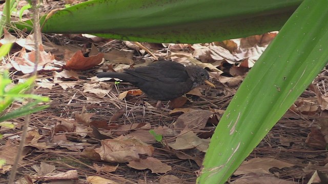 Eurasian Blackbird - ML501513531