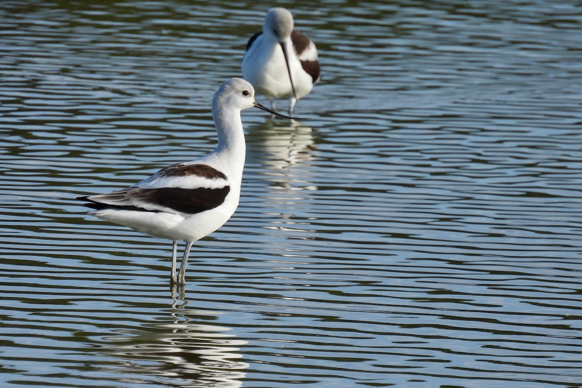 eBird Checklist 7 Nov 2022 Honeymoon Island State Park 23 species