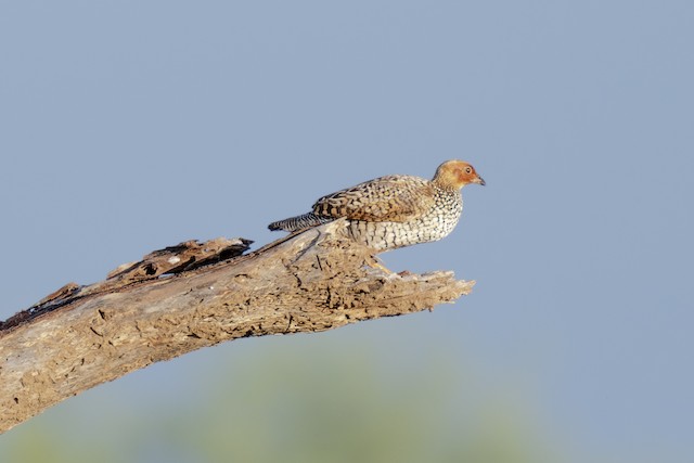 Painted Francolin — photographed by Sayantan Ghosh