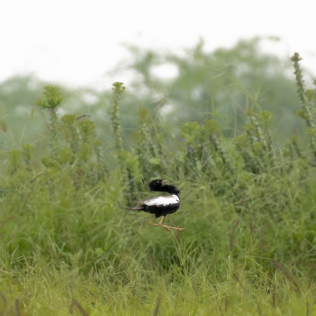 Lesser Florican — photographed by Sayantan Ghosh