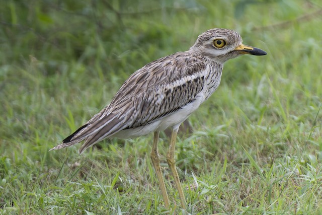Indian Thick-knee (Indian Stone-curlew) — photographed by Sayantan Ghosh