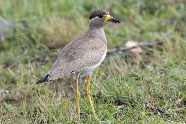 Yellow-wattled Lapwing — photographed by Sayantan Ghosh