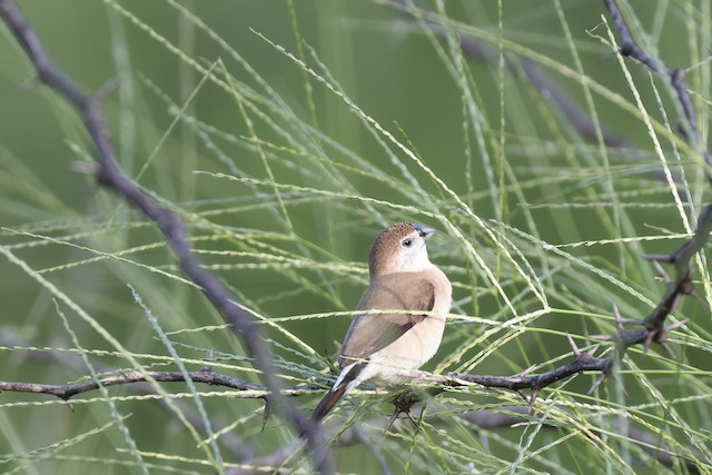 Indian Silverbill (White-throated Munia) — photographed by Sayantan Ghosh