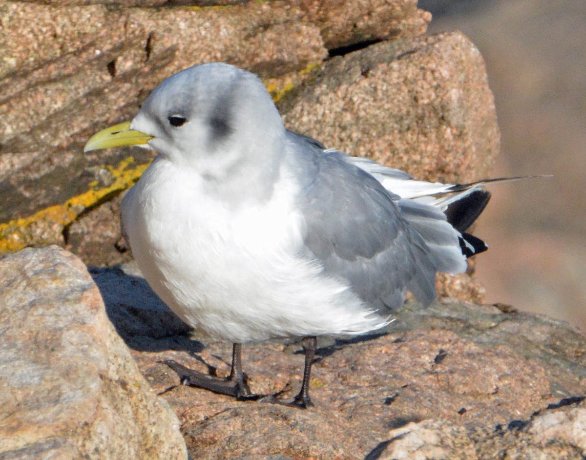 Mouette tridactyle - ML501517801
