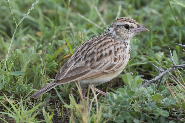 Indian Bushlark (Red-winged Bushlark) — photographed by Sayantan Ghosh