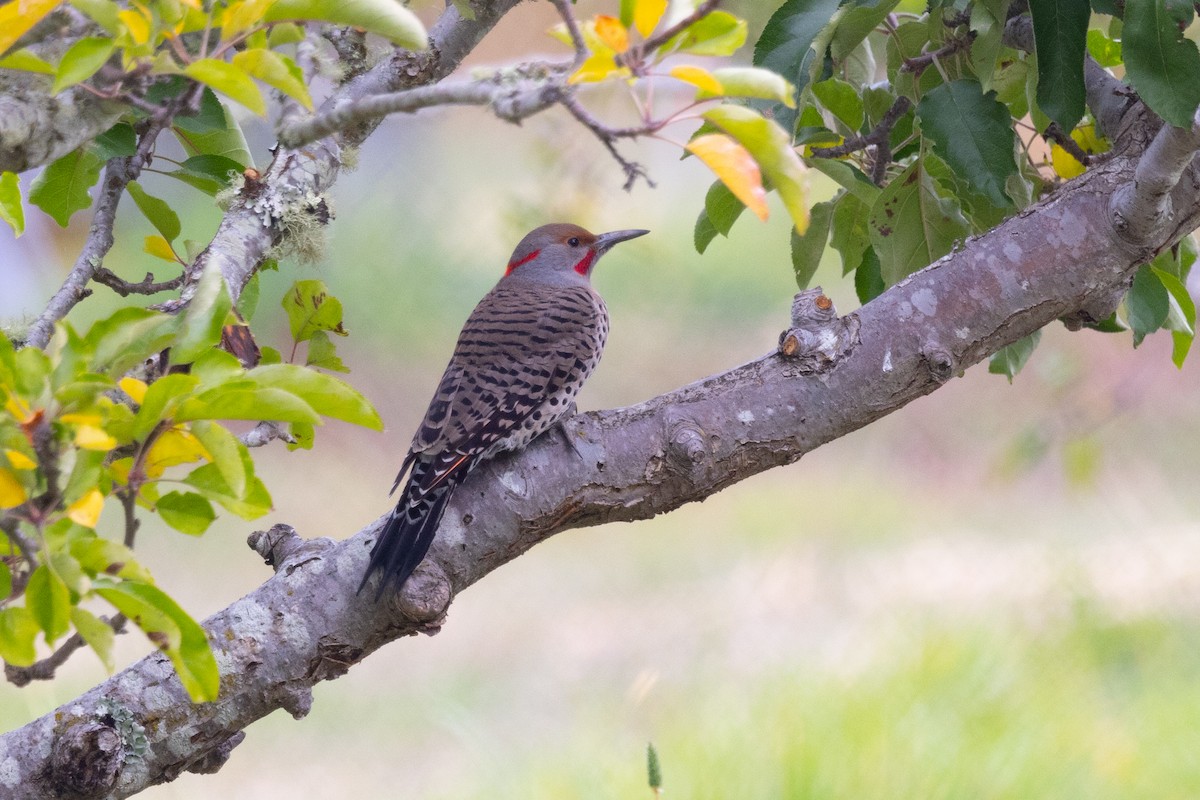 Northern Flicker (Yellow-shafted x Red-shafted) - ML501518301