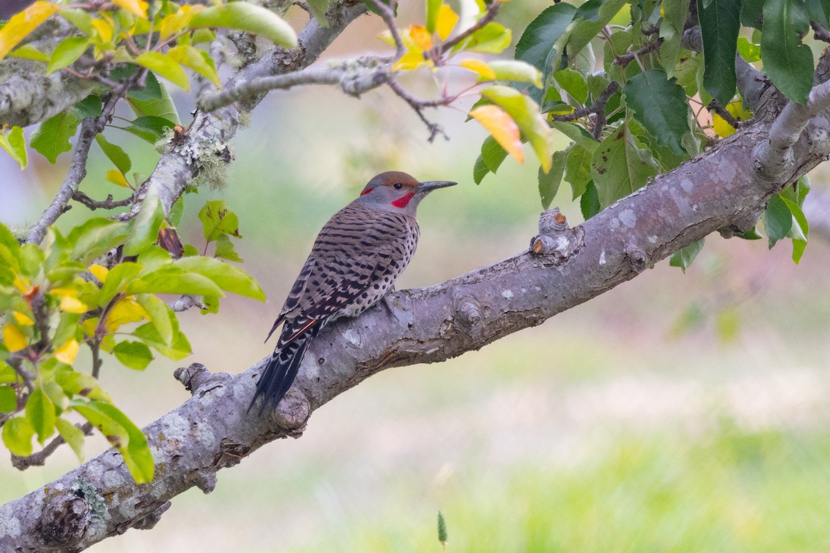 Northern Flicker (Yellow-shafted x Red-shafted) - ML501518321