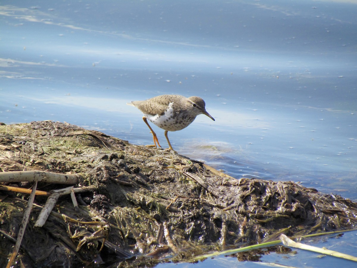 Spotted Sandpiper - Lisa Owens