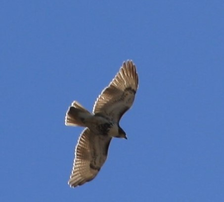 Red-tailed Hawk - ML501522481
