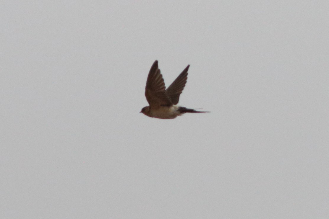 Red-rumped Swallow - ML501525831
