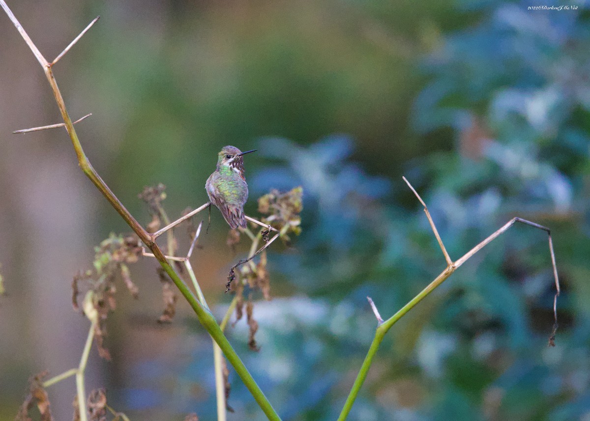 Calliope Hummingbird - ML501533191