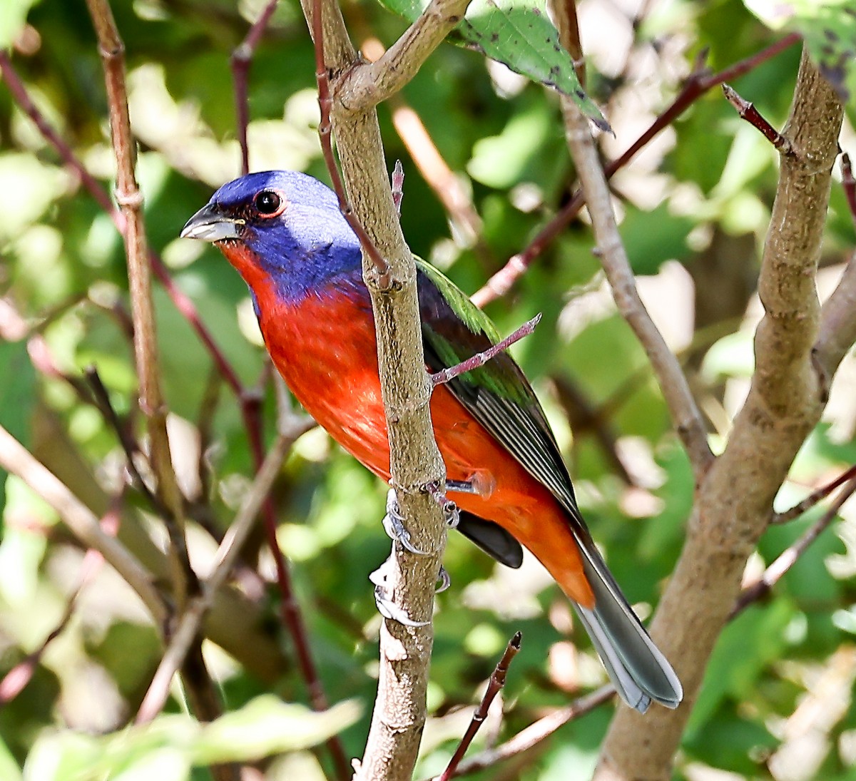 Painted Bunting - ML501533961
