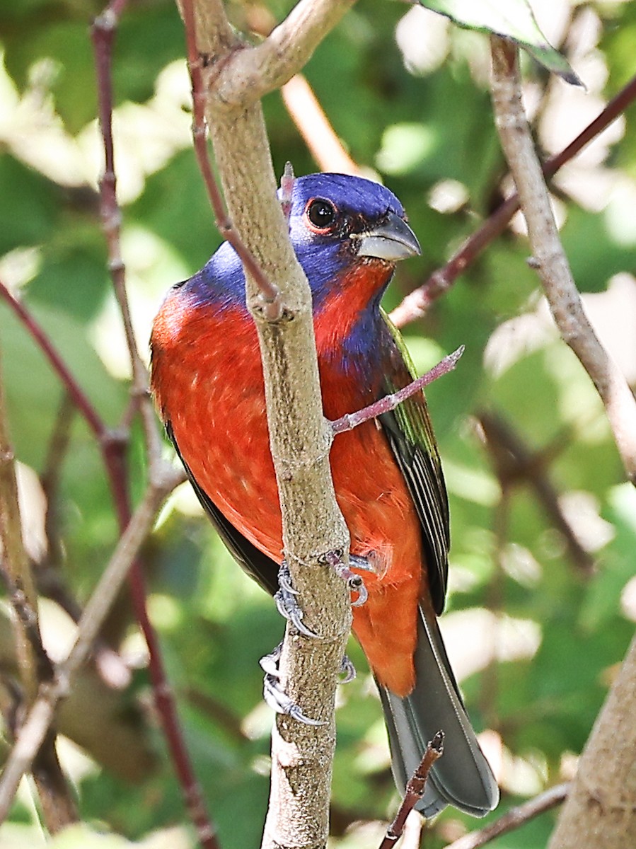 Painted Bunting - ML501534171