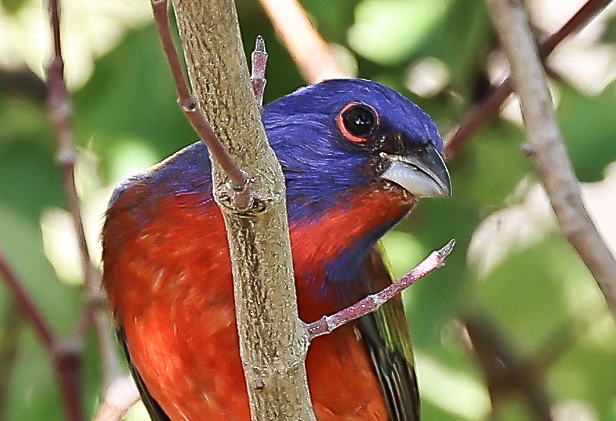 Painted Bunting - ML501534671