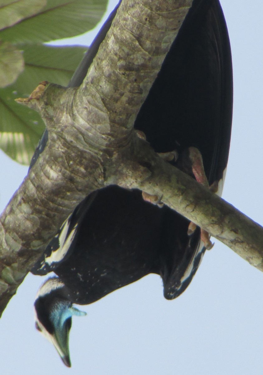 White-throated Piping-Guan - ML501535191