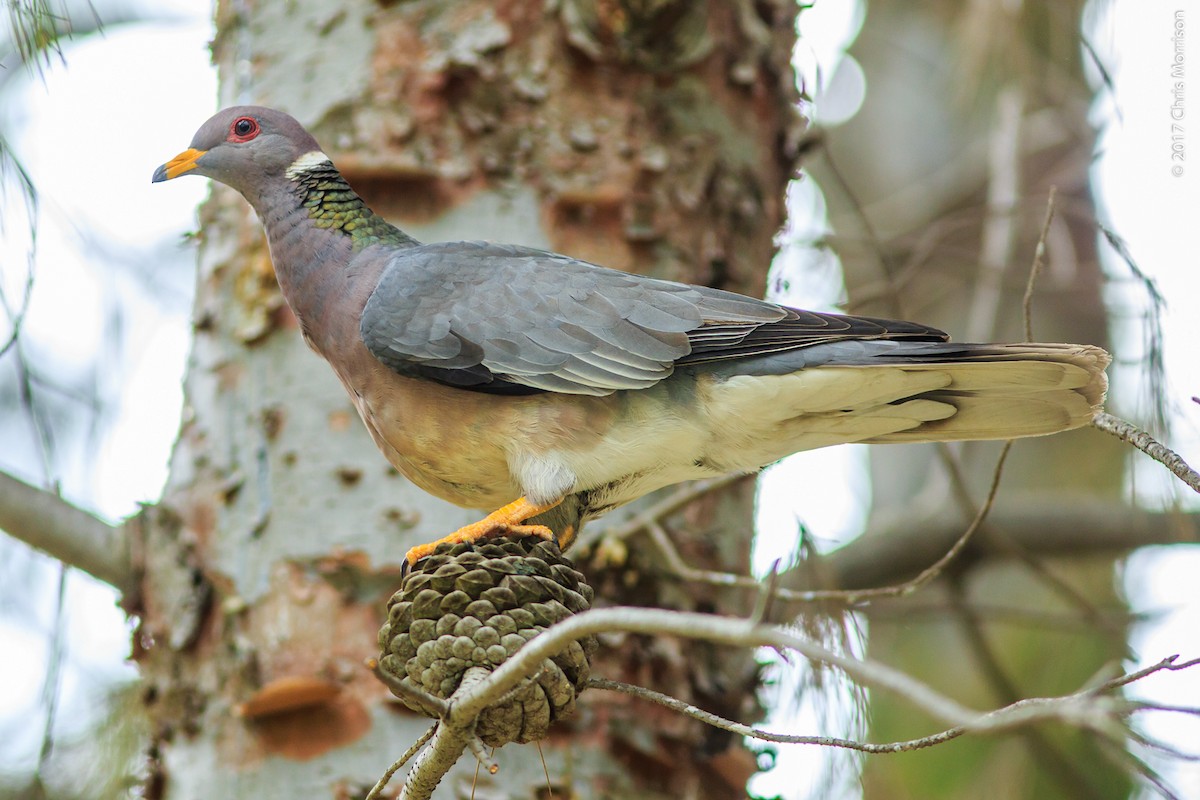 Band-tailed Pigeon - Chris Morrison