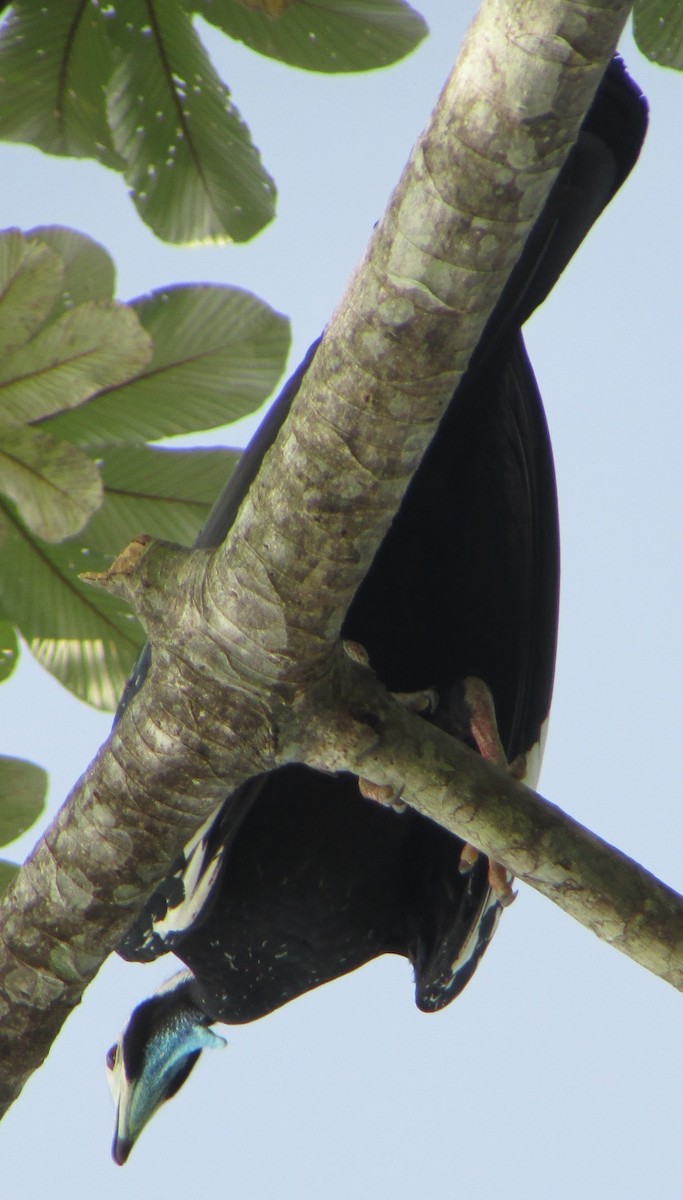 White-throated Piping-Guan - ML501535261