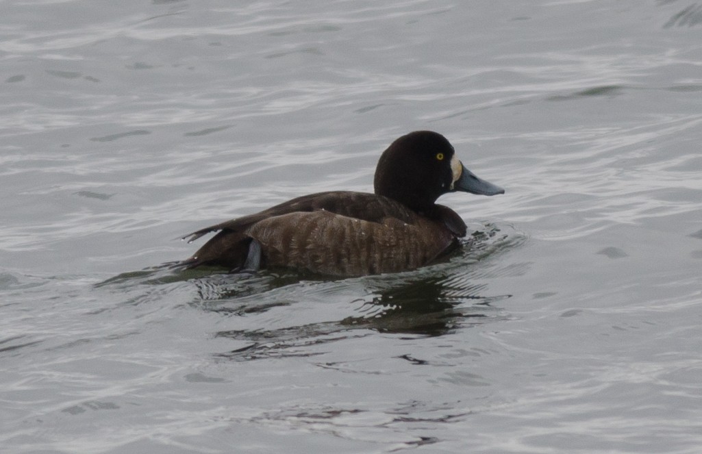 Greater Scaup - ML50153561