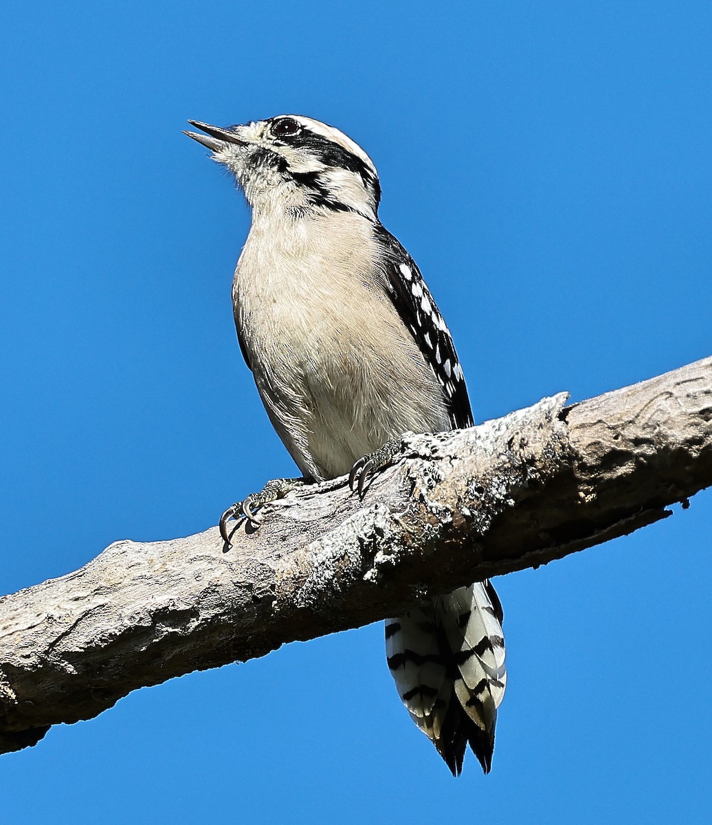 Downy Woodpecker - ML501536231